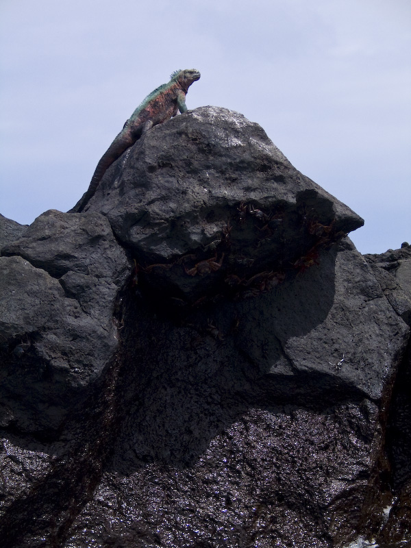 Marine Iguana